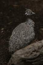 Perlsteihuhn (Eudromia elegans) am 25.9.2010 im Toronto Zoo.