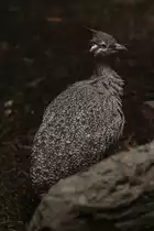 Perlstei�huhn (Eudromia elegans) am 25.9.2010 im Toronto Zoo.