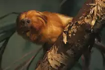 Goldenes L�wen�ffchen (Leontopithecus rosalia) am 25.9.2010 im Toronto Zoo.