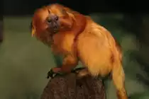 Goldenes L�wen�ffchen (Leontopithecus rosalia) am 25.9.2010 im Toronto Zoo.