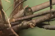 Zwergseiden�ffchen (Callithrix pygmaea) am 25.9.2010 im Toronto Zoo.