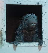 Cuandu (Coendou prehensilis) beim Blick aus seinen Schlafkasten. Toronto Zoo am 25.9.2010.