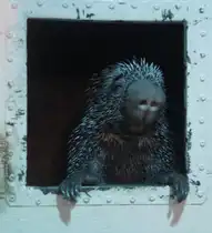 Cuandu (Coendou prehensilis) beim Blick aus seinen Schlafkasten. Toronto Zoo am 25.9.2010.