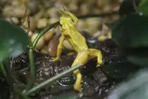 Panama-Stummelfu�frosch (Atelopus zeteki) am 25.9.2010 im Toronto Zoo.