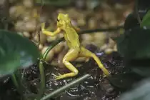 Panama-Stummelfu�frosch (Atelopus zeteki) am 25.9.2010 im Toronto Zoo.