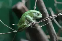Warziger Makifrosch (Phyllomedusa sauvagii) am 25.9.2010 im Toronto Zoo.