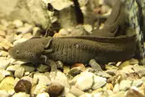 Axolotl (Ambystoma mexicanum) am 25.9.2010 im Toronto Zoo.