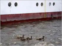 Kurs halten! Diese Stockenten lassen sich auch nicht durch das langsame Vorbeigleiten des 95 m langen Rumpfes des russischen Segelschulschiffes MIR von ihrem Kurs abbringen, sie schwimmen tapfer weiter auf ihrem Weg aus dem Neuen Hafen in den Kaiserhafen in Bremerhaven. 25.08.2010