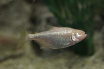 Blinder Hhlensalmler (Astyanax jordani) am 25.9.2010 im Toronto Zoo.