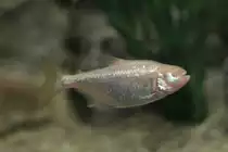 Blinder H�hlensalmler (Astyanax jordani) am 25.9.2010 im Toronto Zoo.