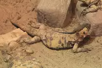 Eine W�sten-Rennechse (Aspidoscelis uniparens) springt dem San-Esteban-Chuckwalla (Sauromalus varius) auf dem Kopf herum. Toronto Zoo am 25.9.2010.