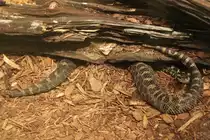 �stliche Massassauga (Sistrurus catenatus catanatus) am 25.9.2010 im Toronto Zoo.