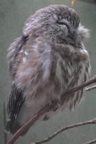 Sgekauz (Aegolius acadicus) am 25.9.2010 im Toronto Zoo.