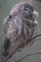 S�gekauz (Aegolius acadicus) am 25.9.2010 im Toronto Zoo.