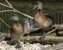 T�pfelpfeifg�nse (Dendrocygna guttata) am 26.6.2010 im Leipziger Zoo. 