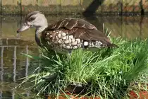 T�pfelpfeifgans (Dendrocygna guttata) am 26.6.2010 im Leipziger Zoo.
