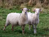 Schafp�rchen ;101031