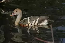 Sichelpfeifgans oder auch Gelbfu�-Pfeifgans (Dendrocygna eytoni) am 26.6.2010 im Leipziger Zoo.
