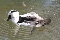 M�nnlicher Zwergs�ger (Mergus albellus) am 26.6.2010 im Leipziger Zoo.
 
