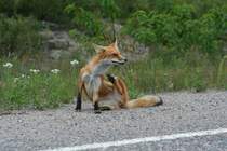 Diesen Fuchs Rotfuchs (Vulpes vulpes) bringt so schnell kein Tourist aus der Ruhe.
8.8.2009 bei Elk Lake (Nordontario). 
