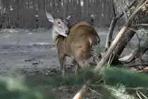 Zwergmuntjak (Muntiacus reevesi) am 26.6.2010 im Leipziger Zoo.
