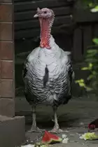 Cr�llwitzer Pute am 26.6.2010 im Leipziger Zoo.