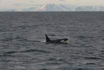 Ein Orca im Vestfjorden. Im Hintergrund sieht man die Lofoteninsel Aust Vag�ya.