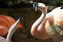 Chile-Flamingos (Phoenicopterus chilensis) im Gesprch. Zoo Leipzig am 26.6.2010.