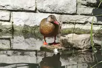 Amazonasente (Amazonetta brasiliensis) am 26.6.2010 im Leipziger Zoo.

