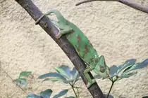 Jemencham�leon (Chamaeleo calyptratus) am 26.6.2010 im Leipziger Zoo.
