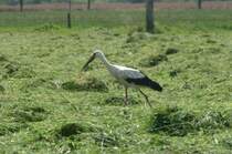 Ein Wei�storch in der Elbtalaue bei Hitzacker.