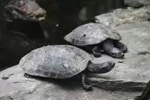 Terekay-Schienenschildkr�te (Podocnemis unifilis) am 26.6.2010 im Leipziger Zoo.