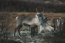 Eine Rentierherde in H�rjedalen.