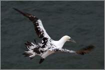 Basstlpel-Jungvogel beim Flugtraining. Helgoland, 22.08.2010.
