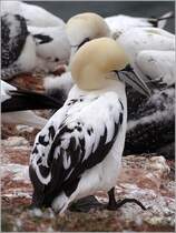 Basstlpel-Jungvogel auf Helgoland. 22.08.2010