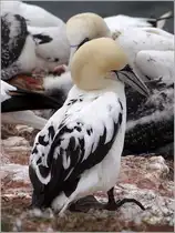Basst�lpel-Jungvogel auf Helgoland. 22.08.2010