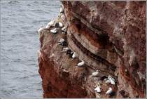 Basstlpel-Kolonie in den Felsen von Helgoland. Als Nistmaterial werden Fischernetze und Leinen aus Kunststoffen genutzt, in denen sich gelegentlich auch Jungtiere verfangen und verenden. 22.08.2010
