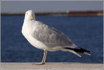 Mwe. Helgoland, 22.08.2010.