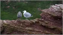 M�we mit Jungvogel. Helgoland, 22.08.2010.
