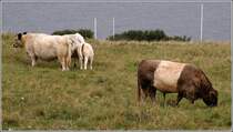 Das Oberland von Helgoland wird von Galloway-Rindern beweidet. 22.08.2010