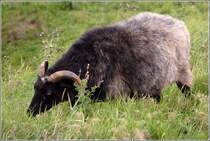 Schaf, evtl. eine Heidschnucke, auf dem Oberland von Helgoland. 22.08.2010