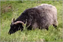Schaf, evtl. eine Heidschnucke, auf dem Oberland von Helgoland. 22.08.2010