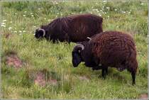 Schafe grasen auf dem Helgol�nder Oberland. 22.08.2010