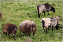 Schafe grasen auf dem Helgol�nder Oberland. 22.08.2010