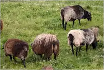 Schafe grasen auf dem Helgol�nder Oberland. 22.08.2010