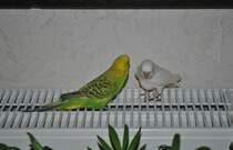 Pucki und Bobby auf Heizkrper. Foto vom 27.11.10.