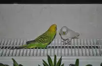 Pucki und Bobby auf Heizk�rper. Foto vom 27.11.10.