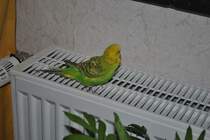 Pucki auf Heizkrper.  Foto vom 27.11.10.