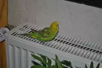 Pucki auf Heizk�rper.  Foto vom 27.11.10.