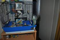 Hansi am Bauer.  Foto vom 27.11.10.